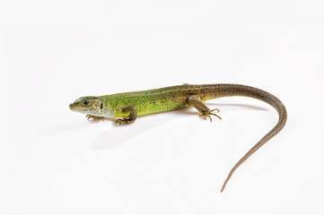 Reptile