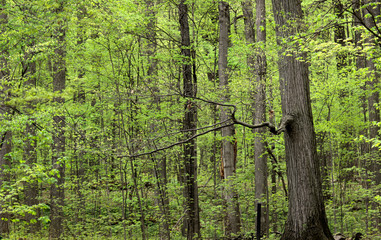 Tall trees with freshly grown leaves in early spring time