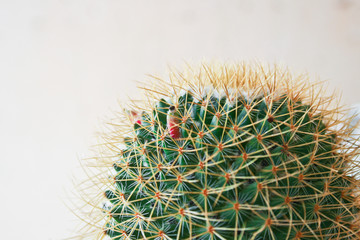 Cactus