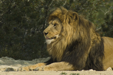 Male lion (Panthera leo)