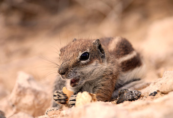 Chipmunk