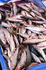 Obraz premium Australien Sardine
