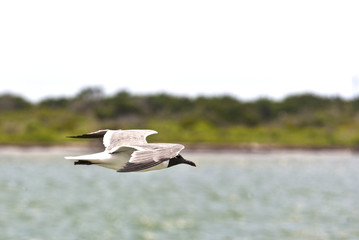 flying seagulls