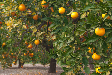 Orange tree