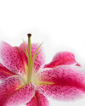 Stargazer lily spray, with open flower, bud and leaf, isolated o