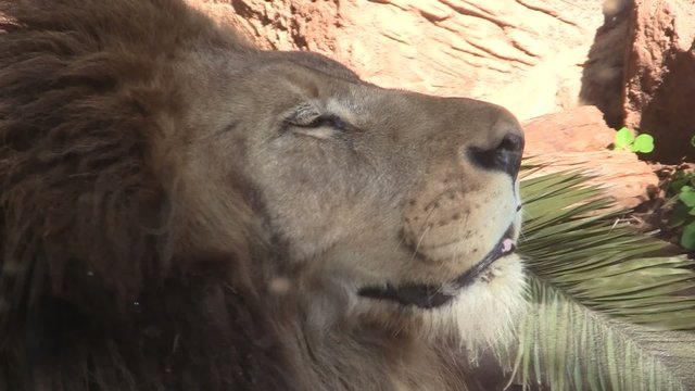 L&ouml;wenm&auml;nnchen