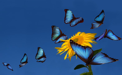 Blue morphos dancing around a sunflower