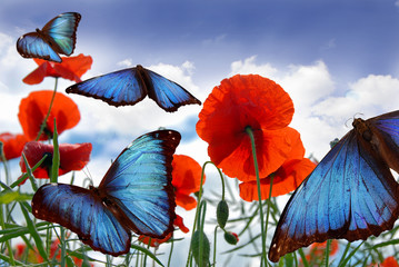Blue butterflies flying over a field with poppies