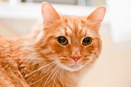 Chat