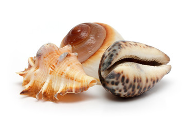 group of seashells
