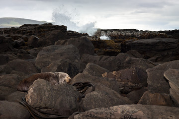 Sea lion resting on rocks