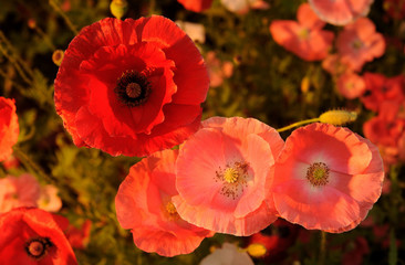 Poppies in sunset