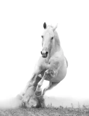 Poster wit paard © Mari_art