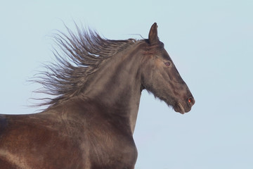 frisian horse