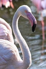 Pink Flamingos in morningsun © Colette
