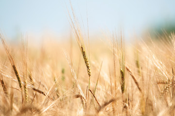 Wheat field and blue sky with sun