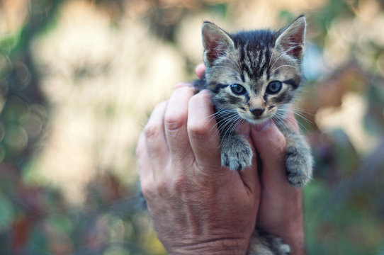 Kitten in man's hands