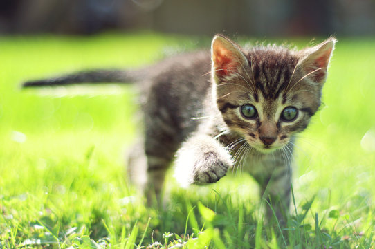Cute young cat walking on grass