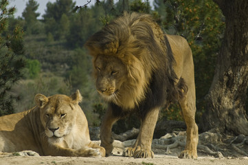 Lion and lioness (Panthera leo)