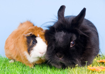 lapin et cochon d'inde