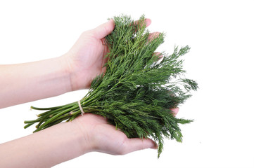 Bunch of dill in a hand isolated on the white background