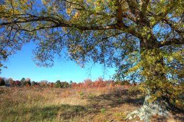 Autumn landscape- HDR