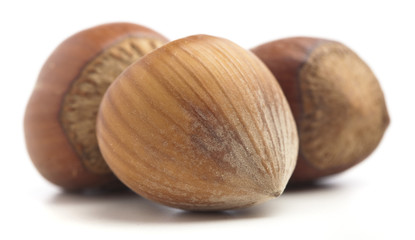 hazelnut isolated