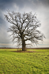 Lonely tree on a grean meadow