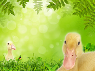 Flappers in a spring meadow