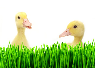 Flappers in a spring meadow