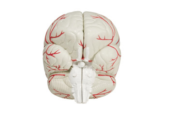back view brain model isolated