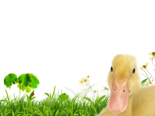 Flapper in a spring meadow