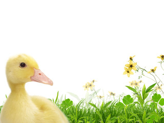 Flapper in a spring meadow