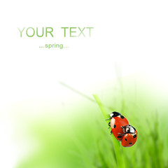 Ladybugs being mate on meadow