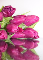 Tulpen mit Spiegelung lila