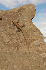 Mauereidechse auf Madeira