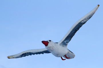 Bird  seagull