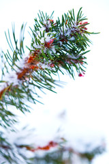 Winter snow covered pine tree branch