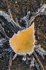 Frosted yellow birch leaf on the ground