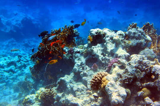 Fototapeta Рыбки