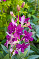 Yen orchid color..