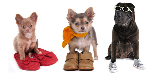Three puppies with different footwear and accessories collection