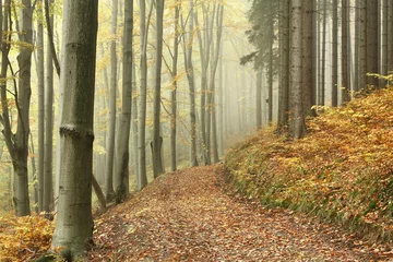 Poster Im Rahmen Bergpfad im Buchenwald an einem nebligen Herbsttag © Aniszewski