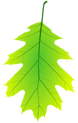 [V] grünes Eichenblatt / ~d