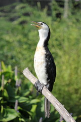 Fototapeta premium Cormorant