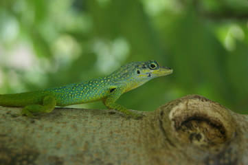 Anolis sur un tronc d'arbre