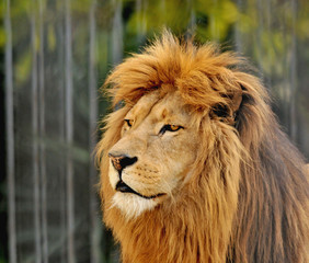 king of jungle