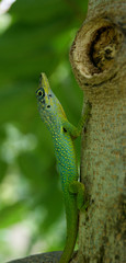 Anolis sur un tronc d'arbre