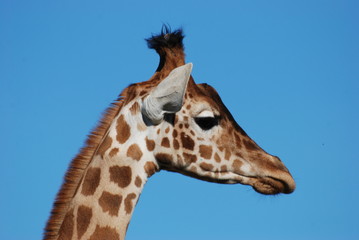 girafe