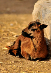 baby goat